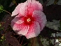 Ketmia bagienna (Hibiscus moscheutos) 